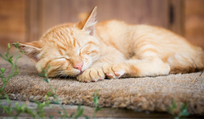 A red cat lies on the rug on the porch of the house.