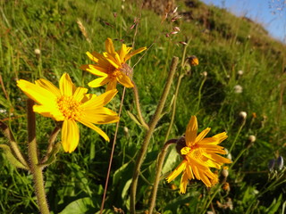 Yellow alpine flowers