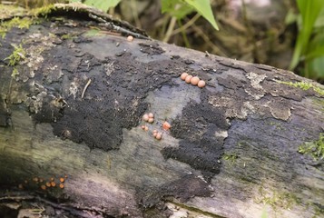 Petits champignons sur un tronc d'arbre en décomposition.