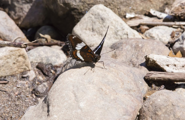 Papillon seul sur un rocher.