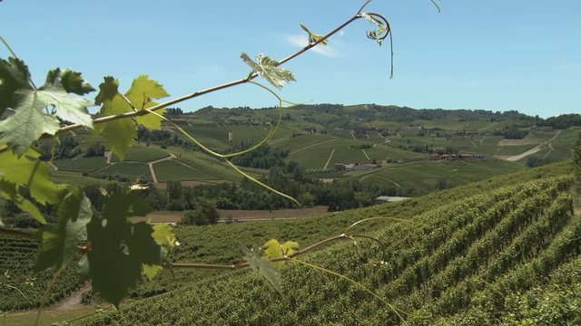 Hills covered by vineyards in the Langhe, Piedmont, Italy 2