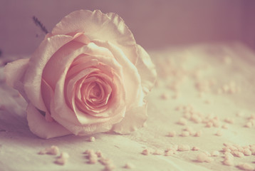 Rose, romantisch