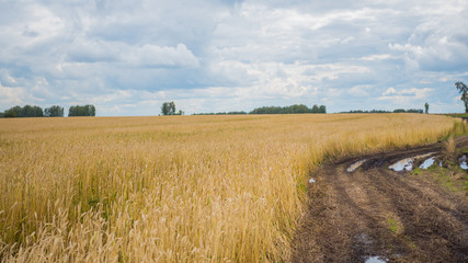 Fototapeta na wymiar Wheat spikes fly in the wind. Wheat field, country road