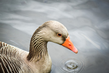 Graylag goose