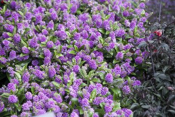 Fototapeta premium the Background or Texture of Hebe x franciscana 'Blue Gem' in the Coastal Resort of Rhoscolyn on the Isle of Anglesey, Wales, UK