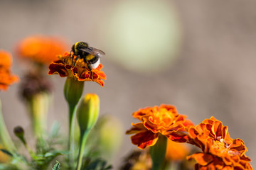 Bumblebee pollinating flower tagetes Close Up. Beautiful Nature floral background of Yellow and orange Flowers marigold and bombus with selective focus.