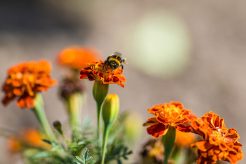 Bumblebee pollinating flower tagetes Close Up. Beautiful Nature floral background of Yellow and orange Flowers marigold and bombus with selective focus.