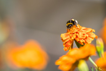 Naklejka premium Bumblebee pollinating flower tagetes Close Up. Beautiful Nature floral background of Yellow and orange Flowers marigold and bombus with selective focus.