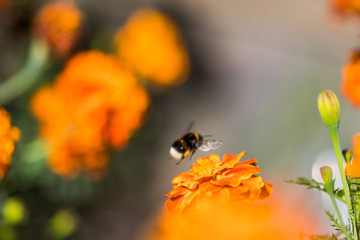 Bumblebee pollinating flower tagetes Close Up. Beautiful Nature floral background of Yellow and orange Flowers marigold and bombus with selective focus.