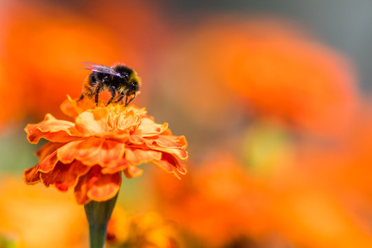 Bumblebee pollinating flower tagetes Close Up. Beautiful Nature floral background of Yellow and orange Flowers marigold and bombus with selective focus.