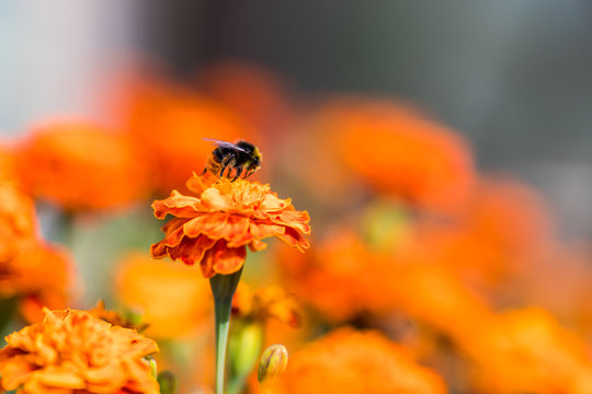 Bumblebee pollinating flower tagetes Close Up. Beautiful Nature floral background of Yellow and orange Flowers marigold and bombus with selective focus.