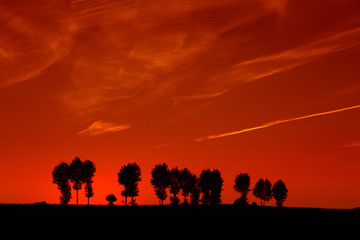 Fototapeta na wymiar Black silhouettes of trees standing in a row against the background of the red sky
