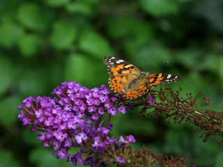 Painted Lady (Vanessa cardui)  feeding on Butterfly Bush (Buddleia davidii), New York USA