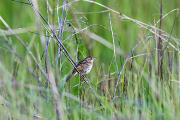 Grasshopper Warbler (Locustella naevia)