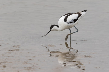 Avocet (Recurvirostra avosetta) © Kevin Doyle