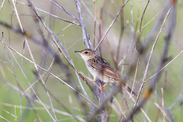 Grasshopper Warbler (Locustella naevia)