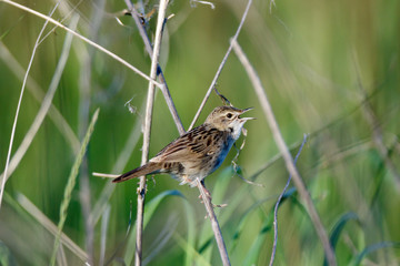 Grasshopper Warbler (Locustella naevia)