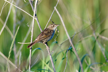 Grasshopper Warbler (Locustella naevia)