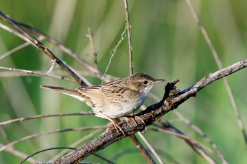 Grasshopper Warbler (Locustella naevia)