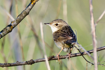 Grasshopper Warbler (Locustella naevia)