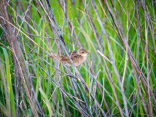 Grasshopper Warbler (Locustella naevia)