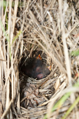 Locustella fluviatilis. The nest of the River Warbler in nature. Bird's species is identified inaccurately.