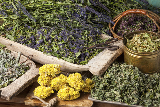 Various dried medical herbs: mint, tilia flowers, anise hyssop, helichrysum arenarium.