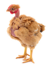 Brown hen isolated.
