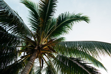 Fototapeta na wymiar Palm Tree in Borneo