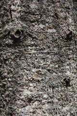 Écorce d'épinette. Texture.