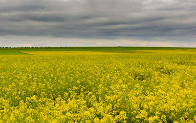Obraz premium Canola field closeup with a blurred blue sea as background.