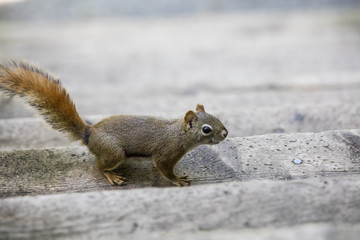 &Eacute;cureuil dans des marches d'escaliers en bois.