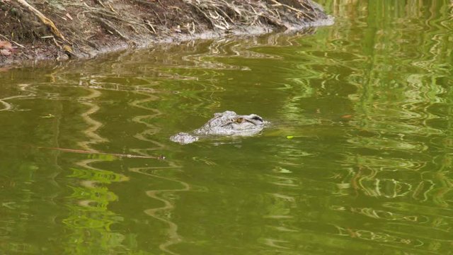 A medium shot of a alligator submerged underwater