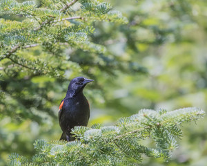 Carouge à épaulettes posé sur une branche de sapin.