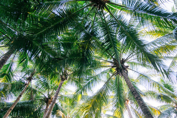 Fototapeta na wymiar Palm Trees with Blue Sky Background