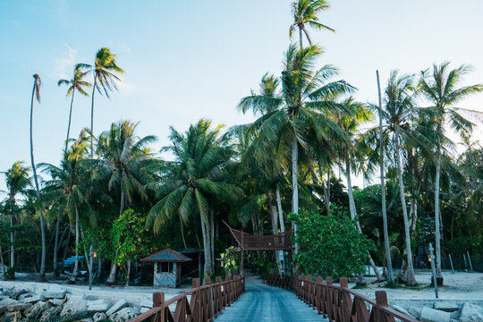 Palm Trees And Beach In Borneo