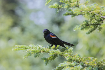 Carouge à épaulettes posé sur une branche de sapin.