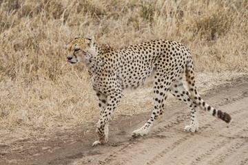 Fototapeta na wymiar Gepard in der Savanne