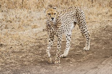 Gepard in der Savanne © Anne