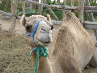 Camelus dromedarius, Morocco, Maghreb
