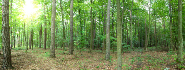 Fototapeta na wymiar Trees in the forest - panorama