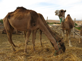 Camelus dromedarius, Morocco, Maghreb