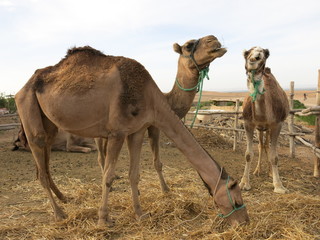 Camelus dromedarius, Morocco, Maghreb