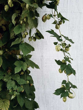 Backyard Hops