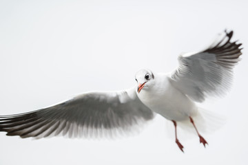 Flying black-headed gull