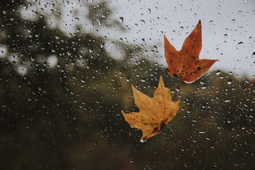 Rainy fall day