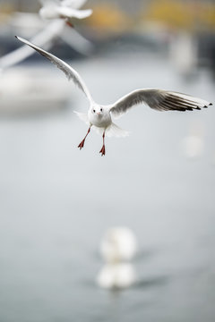 Flying black-headed gulls
