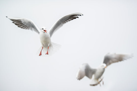 Flying black-headed gulls