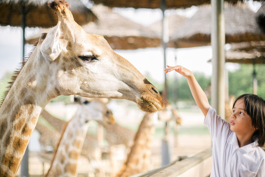 Boy Reaches Toward Giraffe In Zoo