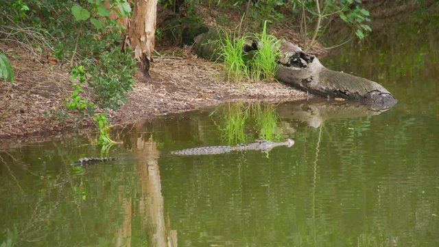 A full shot of a crocodile on a river